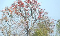 ढकमक्क फुलेको सिमल !