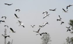 आकासमा उड्दै चराको झुण्ड