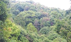 वनजङ्गल मासिँदा पानीका मुहान सुक्दै