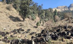 चौँरीगाई पालन !