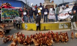 झापाका किसानले गरे अण्डा र कुखुरा फालेर विरोध प्रदर्शन