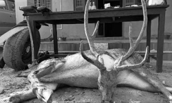 जरायो चोरी सिकारी प्रकरणमा ४९ जना कसुरदार ठहर