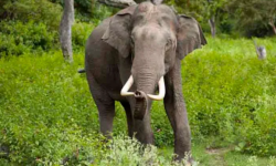 चुरेकाछमा जङ्गली हात्तीको त्रास