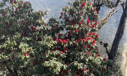 चैतमा फूल्ने लालीगुराँस माघमै ढकमक्क !