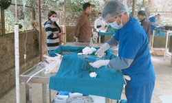 कुकुरको बन्ध्याकरण गर्दै पशु चिकित्सक