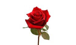 भ्यालेन्टाइन्स डे र गुणकारी गुलाब