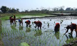 हिउँदे धान रोपाइँ