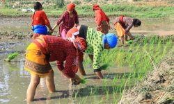 सुदूरपश्चिममा ६० प्रतिशत जग्गामा रोपाइँ हुन बाँकी