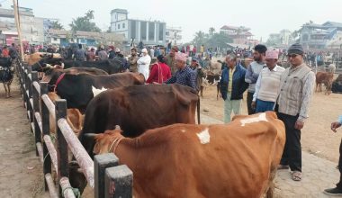 बिक्रीका लागि राखिएको गाई !