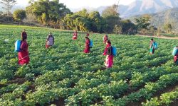 मरेनी र बुल आलु पकेट क्षेत्र, कृषक उत्साहित