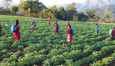 मरेनी र बुल आलु पकेट क्षेत्र, कृषक उत्साहित