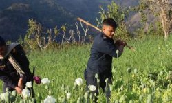 मकवानपुरमा १३० विघा क्षेत्रमा लगाइएको अफिमखेती नष्ट