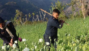 मकवानपुरमा १३० विघा क्षेत्रमा लगाइएको अफिमखेती नष्ट