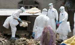 काठमाडौंमा बर्डफ्लू देखिएका फार्मका कुखुरा र अण्डा नष्ट