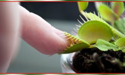 मांसाहारी बिरुवाको अदभुत संसार