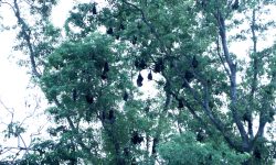 चमेराको जीवनचक्र सङ्कटमा