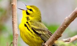 गुल्मीमा तीन सय १२ प्रजातिका चरा