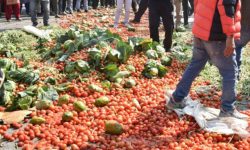 चितवनमा किसानको आन्दोलन : मुल्य नपाएपछि सडकमै तरकारी फ्याँकियो