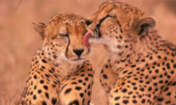 थप १२ अफ्रिकी चितुवा भारतमा