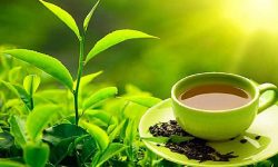 चिया निर्यात ६९ प्रतिशतले बढ्यो