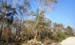 बगर बन्यो सामुदायिक वन