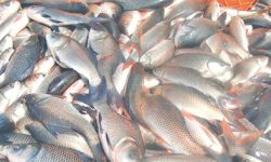 खोलामा माछा नपाइँदा माझी र दनुवार समस्यामा