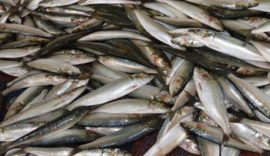 ‘पहिलाजस्तो माछा पाइन छाडे’