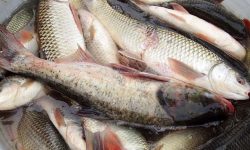 दुई हजार किलो माछा नष्ट