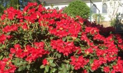 संकटमा हिमाल-तराई