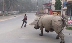 गैँडाको आक्रमणबाट एकको मृत्यु