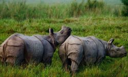 आजदेखि छवटा गैँडालाई आन्तरिक स्थानान्तरण