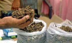 अवैध लागूऔषध गाँजा बरामद