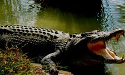 प्रजनन केन्द्रमा हुर्किएका २० गोही नदीमा छाडियो