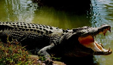 प्रजनन केन्द्रमा हुर्किएका २० गोही नदीमा छाडियो