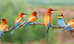 गुल्मीको रेसुङ्गा वन क्षेत्रमा थप पाँच प्रजातिका चरा फेला