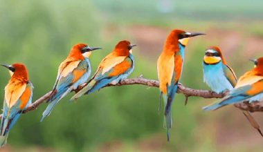 गुल्मीको रेसुङ्गा वन क्षेत्रमा थप पाँच प्रजातिका चरा फेला