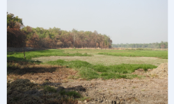 शुक्लाफाँटा राष्ट्रिय निकुञ्जमा ताल पुरिँदै