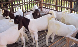 प्रधानमन्त्री कृषि आधुनिकीकरण परियोजनाद्वारा ३१ बाख्राका पाठा वितरण