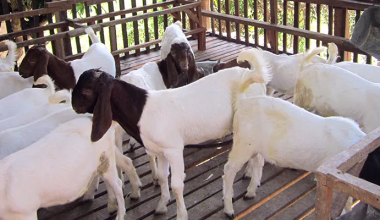 प्रधानमन्त्री कृषि आधुनिकीकरण परियोजनाद्वारा ३१ बाख्राका पाठा वितरण