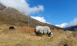 वर्षा र हिमपात नहुँदा पशुलाई चरन अभाव