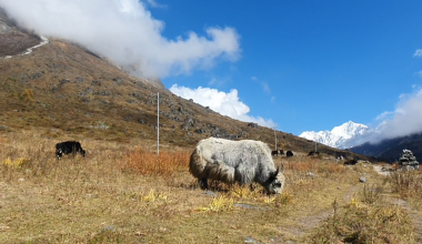 वर्षा र हिमपात नहुँदा पशुलाई चरन अभाव