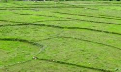 महायज्ञमा साढे चार करोड र ३७ कट्ठा जग्गा दान