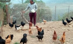 कुखुरा र कालिजपालनतर्फ युवाको आकर्षण बढ्दै