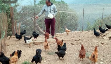 कुखुरा र कालिजपालनतर्फ युवाको आकर्षण बढ्दै