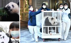 जापानबाट चीन फर्काईयो पाण्डा