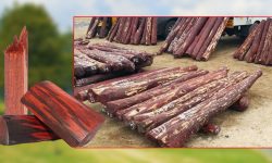 संकटमा रक्त चन्दन