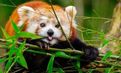 खोटाङका दुई स्थानीय तहमा ‘रेडपाण्डा’ संरक्षण कार्यक्रम