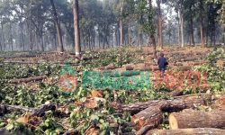 विद्युत् विस्तारका लागि १४ हजार रूख काटिए