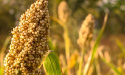 उदयपुरमा लोप हुँदै जुनेलो खेती