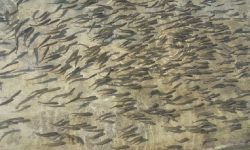 चार करोड ३४ लाख माछा र भुरा बिक्री